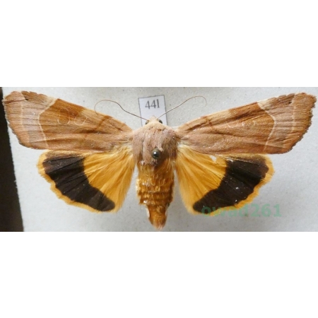 Noctua fimbriata (Schreber, 1759) Rolnica aksamitka Czech44l